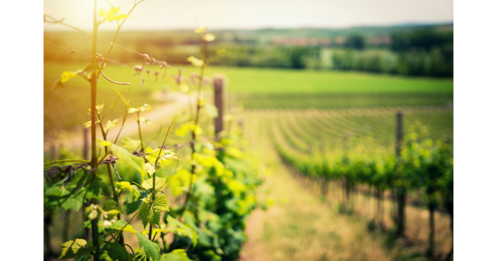 Green Wine Is in Our Future…If We Want It