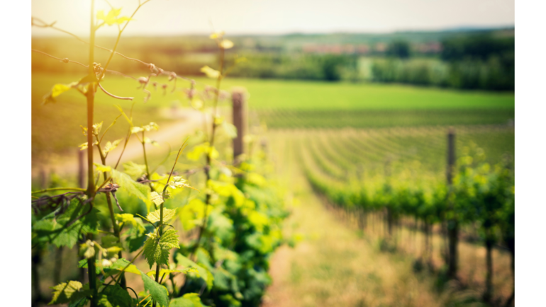 Green Wine Is in Our Future…If We Want It